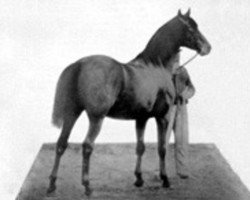 stallion Dollar xx (Thoroughbred, 1860, from The Flying Dutchman xx)