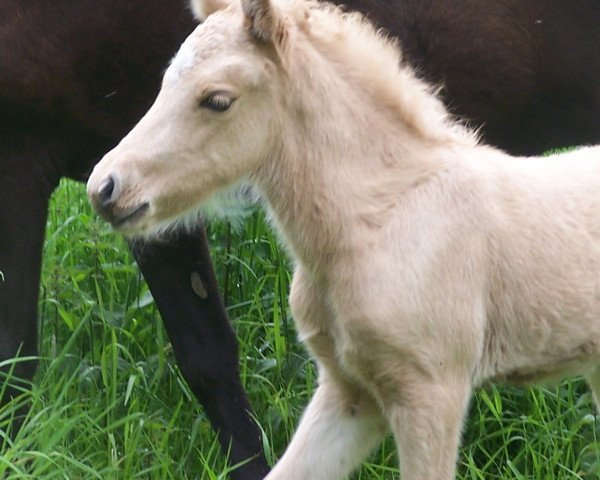 Pferd Sunna vom Rindergraben (Islandpferd, 2012, von Isjaki von Rutenmühle)