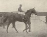 stallion Adam xx (Thoroughbred, 1902, from Flying Fox xx)