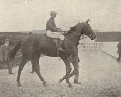 stallion Adam xx (Thoroughbred, 1902, from Flying Fox xx)