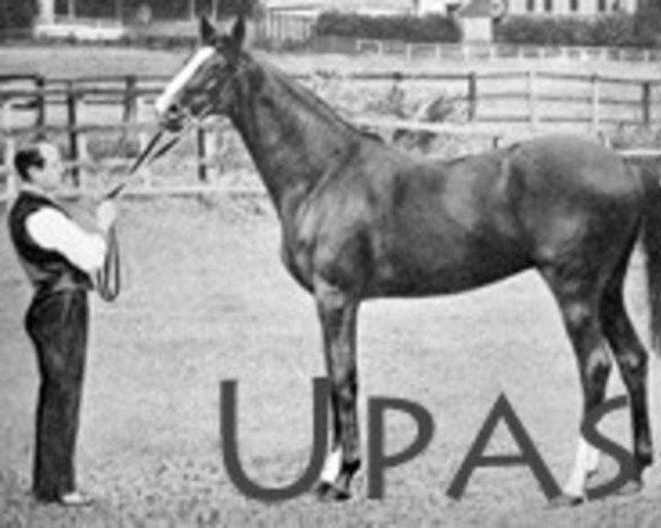 stallion Upas xx (Thoroughbred, 1883, from Dollar xx)