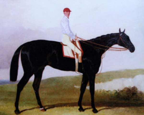 stallion Ellington xx (Thoroughbred, 1853, from The Flying Dutchman xx)
