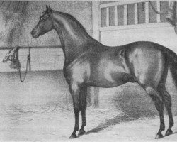 stallion Winton xx (Thoroughbred, 1857, from The Flying Dutchman xx)