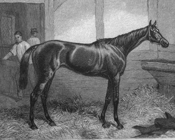 broodmare Brown Duchess xx (Thoroughbred, 1858, from The Flying Dutchman xx)