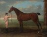 broodmare Coquette xx (Thoroughbred, 1765, from Compton Barb xx)