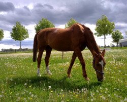 jumper Evita 187 (Hanoverian, 1996, from Escudo I)