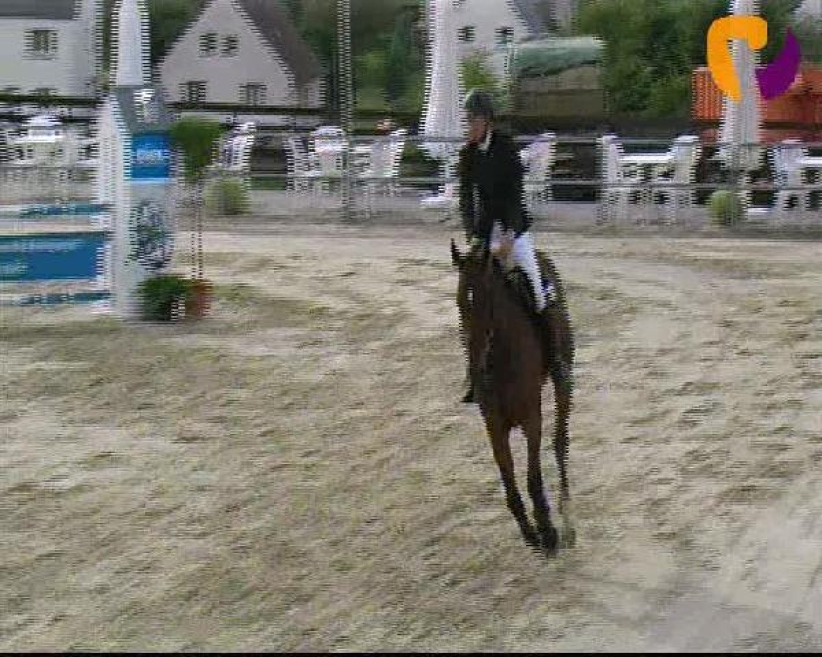 jumper Clooneys George (Westphalian, 2008, from Contello)