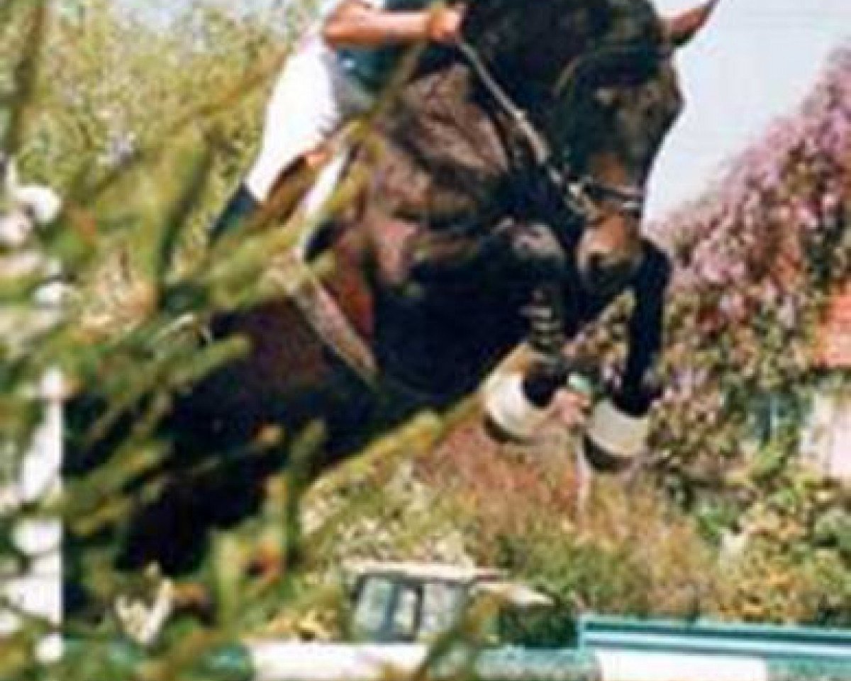 broodmare Milady de la Pierre (Swiss Warmblood, 2000, from Dollar de la Pierre)