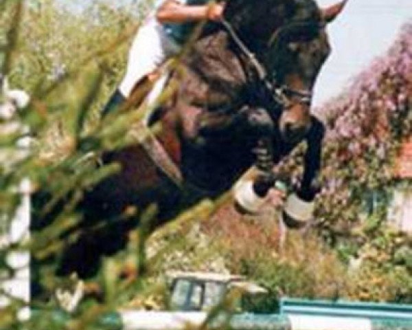 broodmare Milady de la Pierre (Swiss Warmblood, 2000, from Dollar de la Pierre)