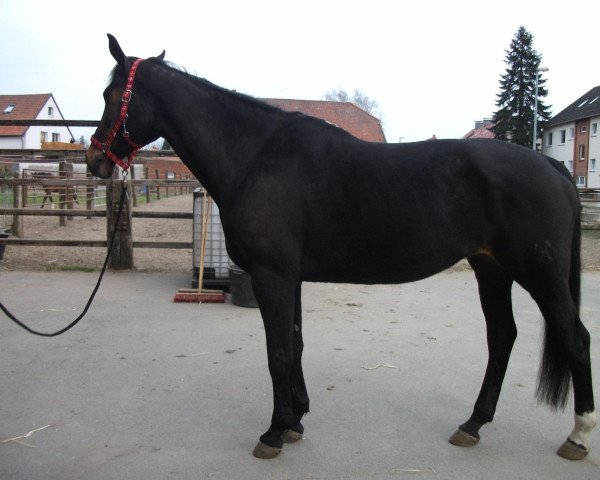 broodmare Primadonna (Hanoverian, 1992, from Prince Thatch xx)