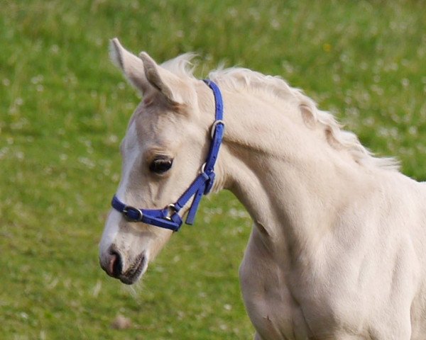 Pferd Super Sonic Skaios MW (KWPN (Niederländisches Warmblut), 2022, von Krem)