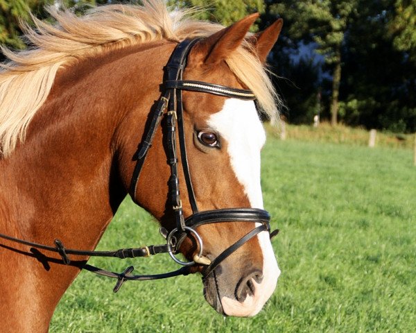 jumper Top Nevada (German Riding Pony, 2000, from Nantano)