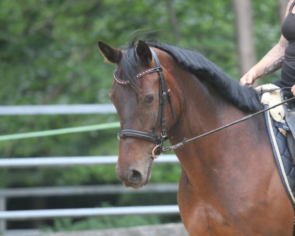 horse Keringö-D (Hungarian Warmblood, 2011, from Küzdö)