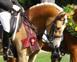 dressage horse Amsterdam's Boy (Haflinger, 2002, from Amsterdam)