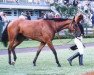 broodmare Mannerism xx (Thoroughbred, 1987, from Amyntor xx)