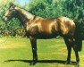 stallion Amyntor xx (Thoroughbred, 1974, from Sir Gaylord xx)