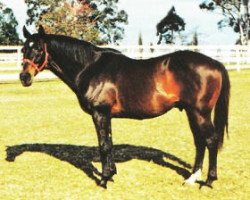 stallion Knightly Manner xx (Thoroughbred, 1961, from Round Table xx)