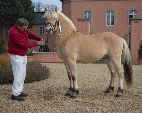 stallion Rayn S (Fjord Horse, 2009, from Mastrup Romeo)