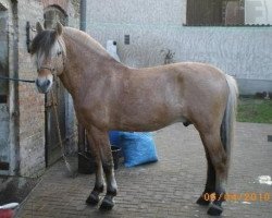 horse Palle Skovly (Fjord Horse, 1996, from Safir Halsnæs )