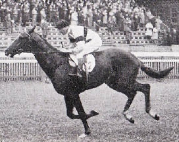 stallion Neapolitan xx (Thoroughbred, 1943, from Nearco xx)