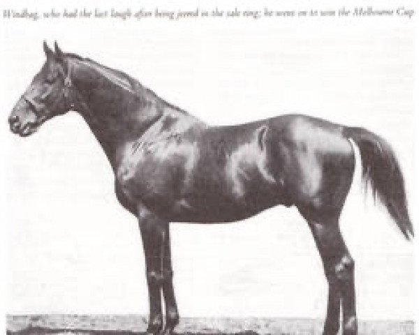 stallion Windbag xx (Thoroughbred, 1921, from Magpie xx)