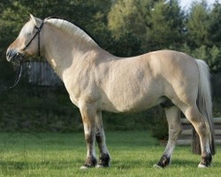 stallion Kastanielystens Rasmus (Fjord Horse, 1990, from Jesper FJH 639)