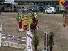 jumper Maxima 85 (German Riding Pony, 2005, from Mantovani)