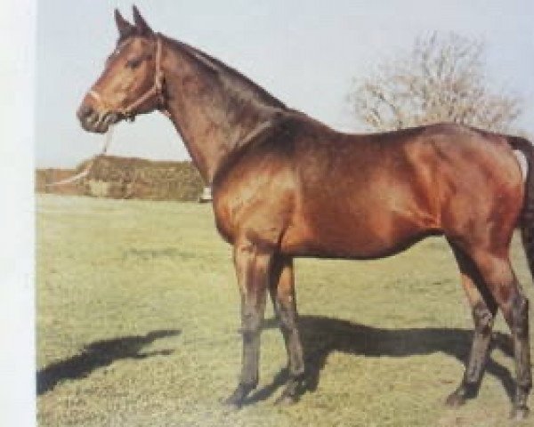 stallion Palatable xx (Thoroughbred, 1973, from Tom Rolfe xx)