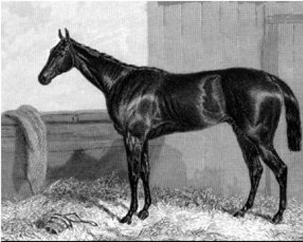stallion Van Tromp xx (Thoroughbred, 1844, from Lanercost xx)