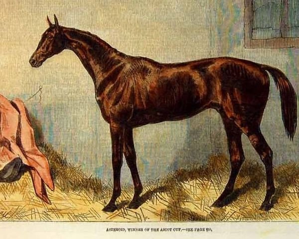 stallion Asteriod xx (Thoroughbred, 1858, from Stockwell xx)
