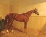 stallion Grimston xx (Thoroughbred, 1860, from Stockwell xx)