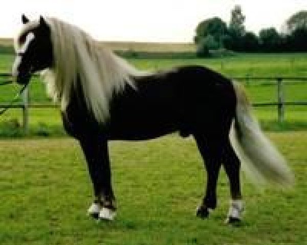 stallion Ravel (Black Forest Horse, 1994, from Retter)