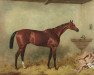 stallion The Duke xx (Thoroughbred, 1862, from Stockwell xx)
