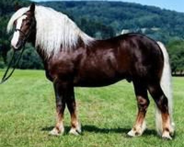 stallion Weißgerber (Black Forest Horse, 1997, from Widukind)