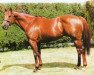 stallion Kingdom Bay xx (Thoroughbred, 1981, from Otehi Bay xx)