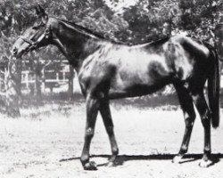 stallion Helios xx (Thoroughbred, 1937, from Hyperion xx)