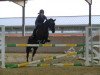 jumper Dream Lady 17 (German Riding Pony, 2002, from Night-Dream)