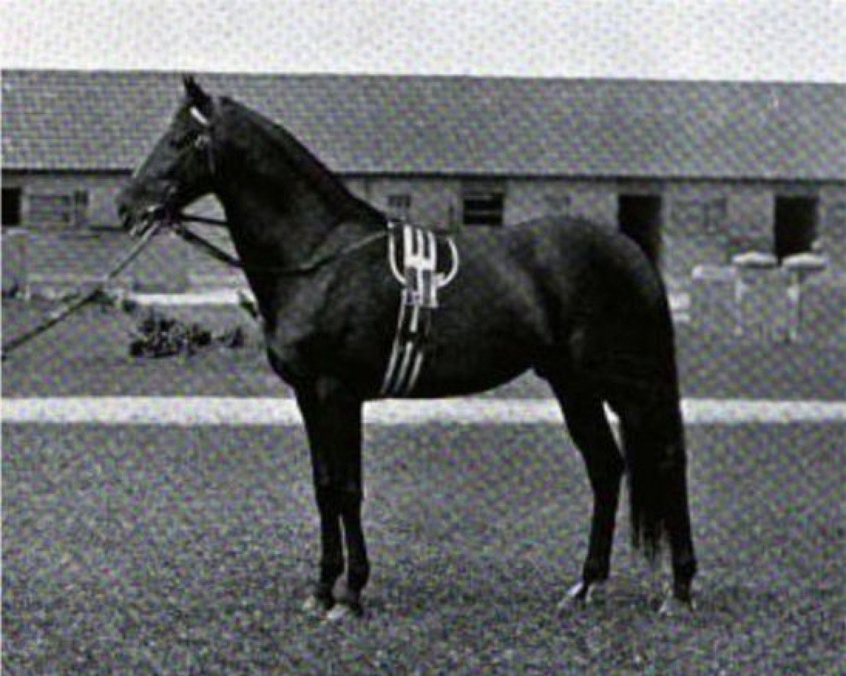 Deckhengst Raeburn xx (Englisches Vollblut, 1890, von Saint Simon xx)