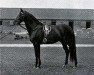 stallion Raeburn xx (Thoroughbred, 1890, from Saint Simon xx)