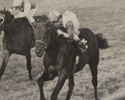 stallion Buffalo Lark xx (Thoroughbred, 1970, from T.V.Lark xx)