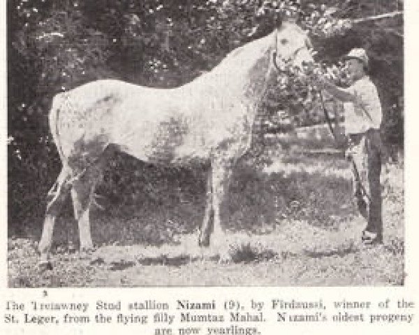 stallion Nizami xx (Thoroughbred, 1937, from Firdaussi xx)