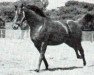 stallion Indian Hemp xx (Thoroughbred, 1949, from Nasrullah xx)
