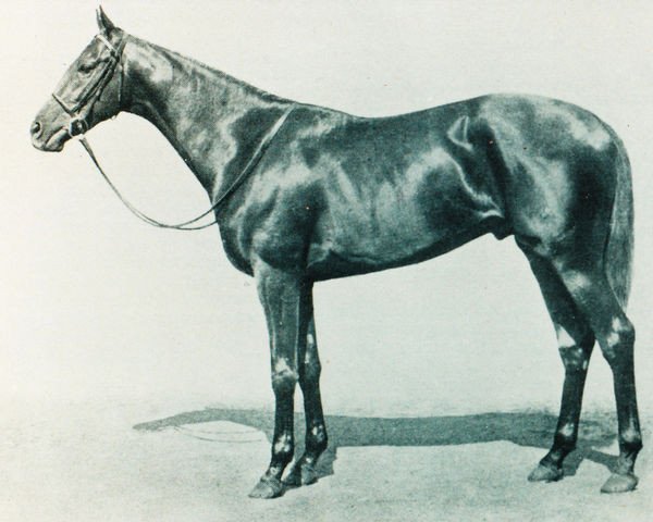 stallion Stardust xx (Thoroughbred, 1937, from Hyperion xx)