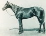 stallion Stardust xx (Thoroughbred, 1937, from Hyperion xx)