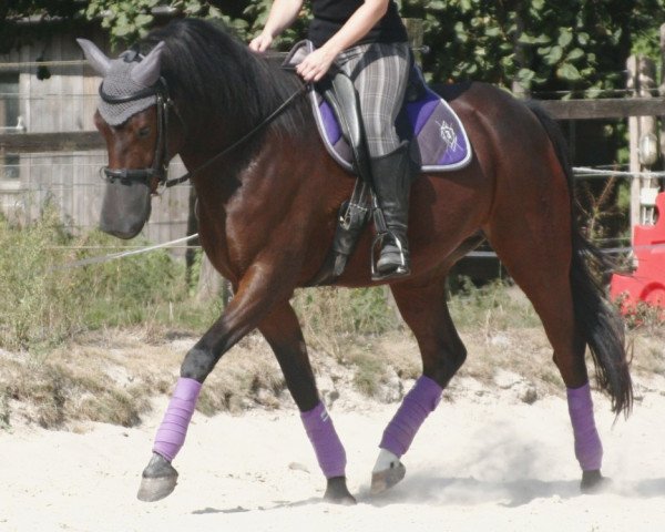 dressage horse Charly (German Riding Pony, 2005, from Charm of Nibelungen)