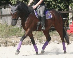 Dressurpferd Charly (Deutsches Reitpony, 2005, von Charm of Nibelungen)