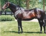 stallion Bertrando xx (Thoroughbred, 1989, from Skywalker xx)