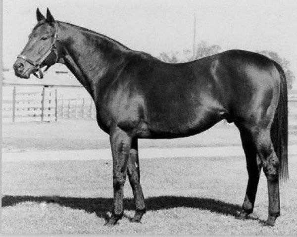 stallion Boldnesian xx (Thoroughbred, 1963, from Bold Ruler xx)