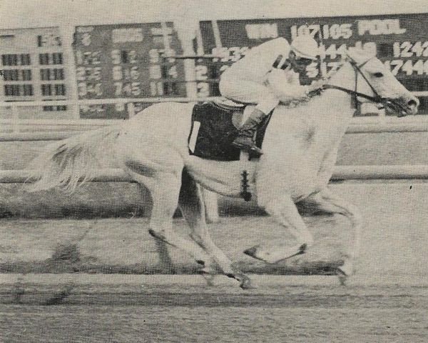 broodmare Foggy Note xx (Thoroughbred, 1965, from The Axe xx)