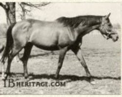 broodmare Big Event xx (Thoroughbred, 1938, from Blue Larkspur xx)